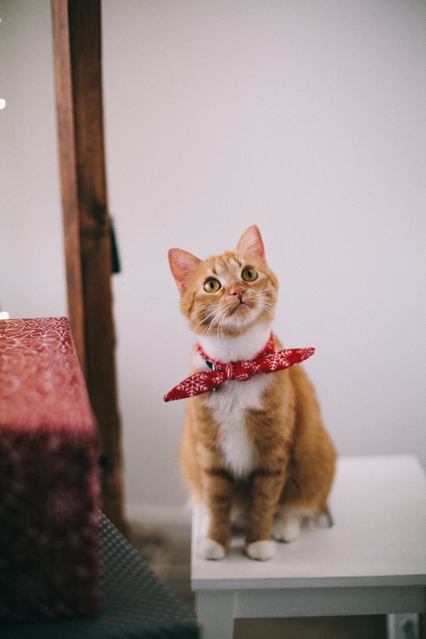 Photo by Lina Kivaka - Pexels