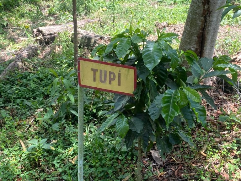 Recomiendan a caficultores monitorear las plantaciones y evitar perdidas de cultivos y cosechas