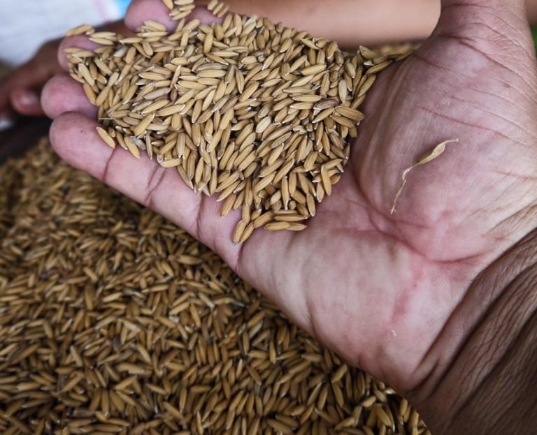 Panamá se prepara para importar arroz ante el avance de El Niño - Panamá y Centroamérica