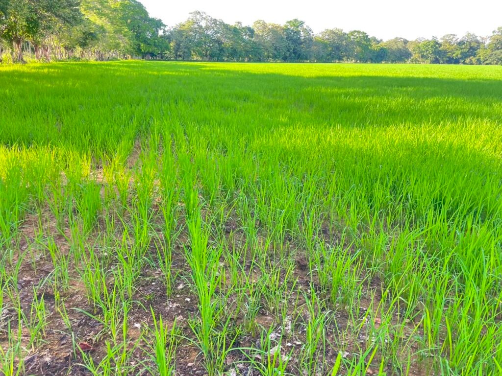 Seguro agrícola gana terreno en Veraguas mientras productores buscan proteger sus cosechas de arroz - Panamá y Centroamérica