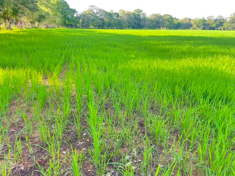 Seguro agrícola gana terreno en Veraguas mientras productores buscan proteger sus cosechas de arroz - Panamá y Centroamérica