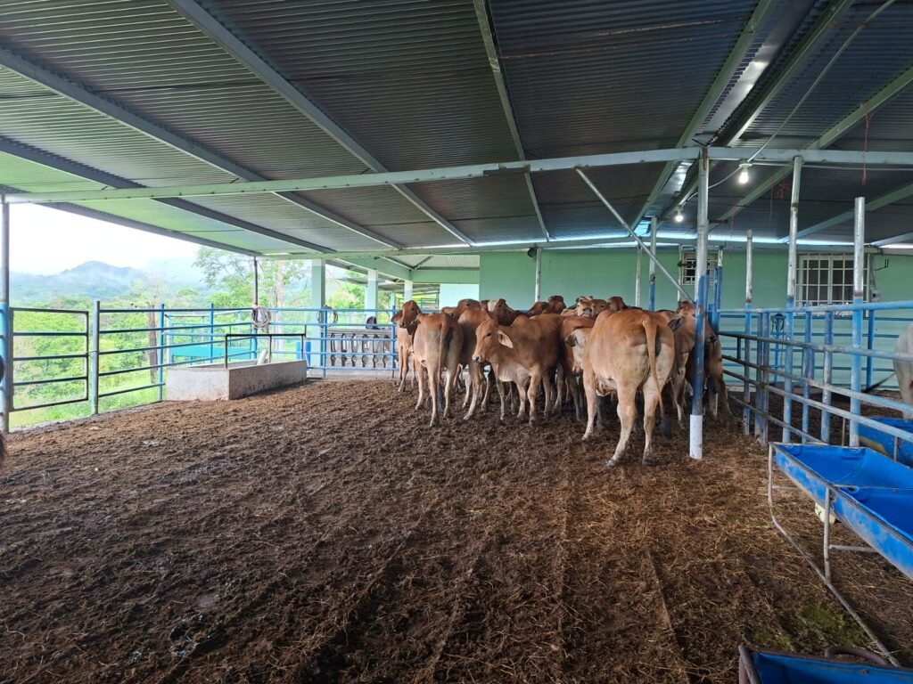 ISA asegura 55 vientres de carne de alta genética en Darién - Panamá y Centroamérica