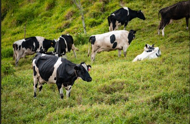 BDA acelera cobro de préstamos morosos y recupera más de B/.1.46 millones - Panamá y Centroamérica