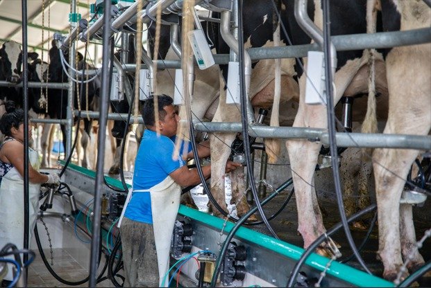 Nevada se consolida como el mayor comprador de leche Grado A en cadena láctea panameña - Panamá y Centroamérica