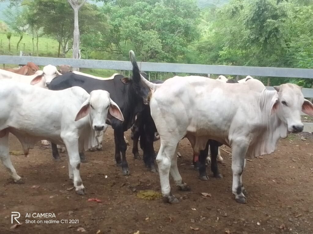 Productor asegura 39 reses para proteger su inversión - Panamá y Centroamérica