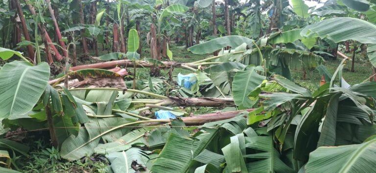 Lluvias golpean al campo en Bocas del Toro y exponen la vulnerabilidad de productores asegurados - Panamá y Centroamérica