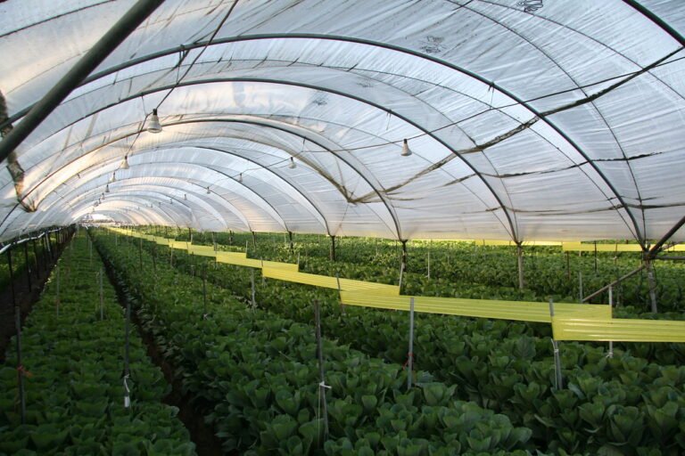 Interior de un invernadero con plantas de cultivo dispuestas en hileras bajo una estructura arqueada y cintas adhesivas amarillas para control de plagas.