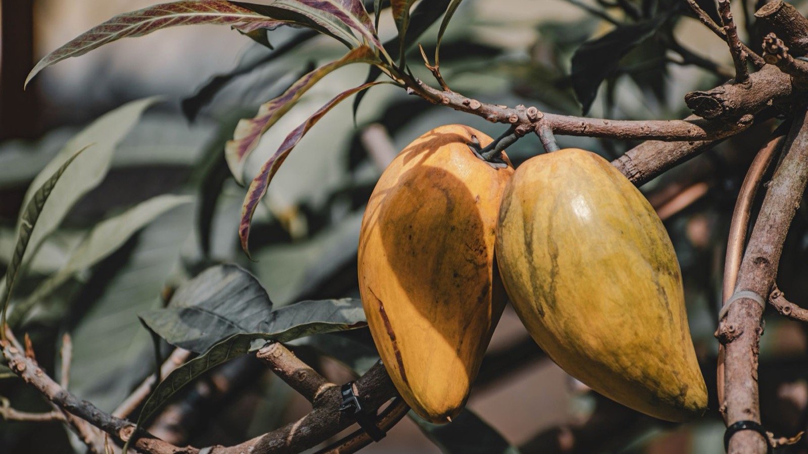 Mazorcas de cacao maduras en un árbol bajo luz natural