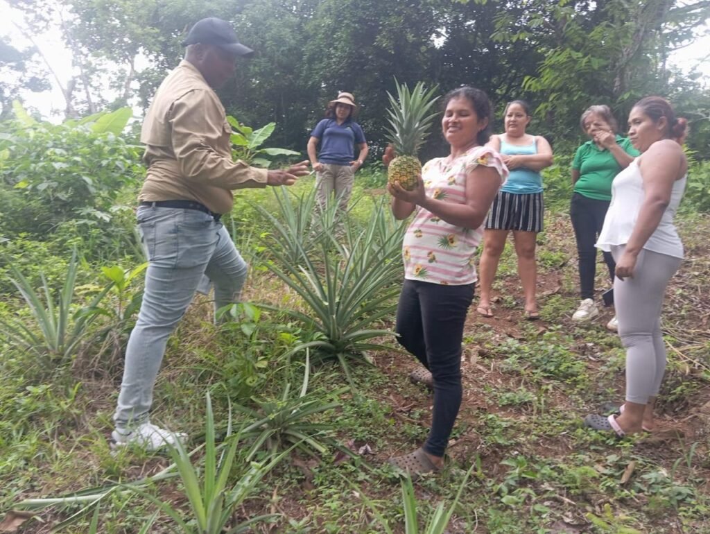 Mujeres observan una piña durante una capacitación en una parcela de Chilibre