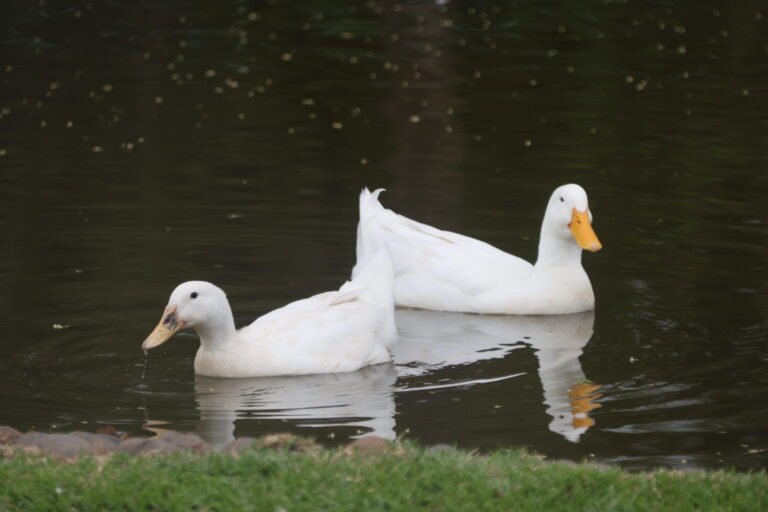 Dos patos blancos nadan en un estanque