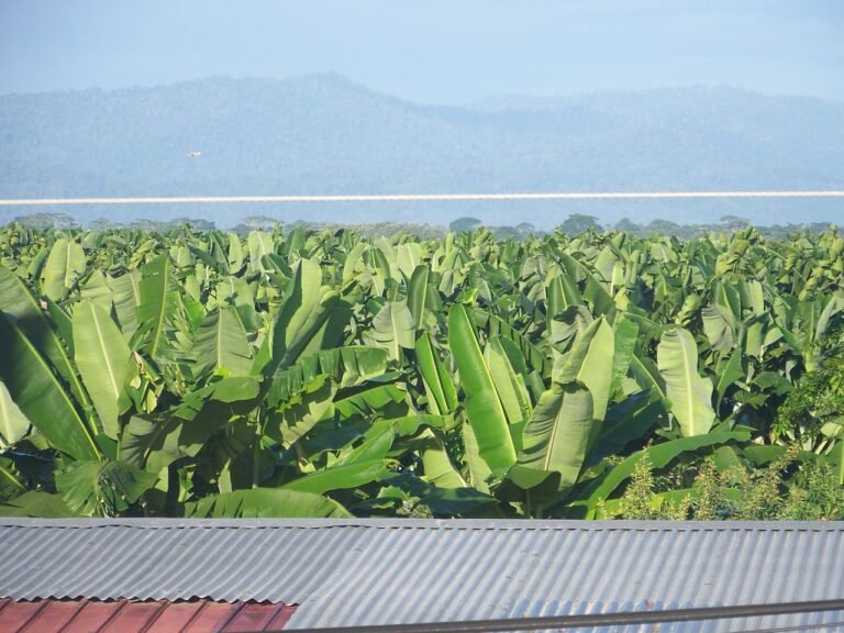 Extensas plantaciones de banano vistas desde una elevación en Bocas del Toro