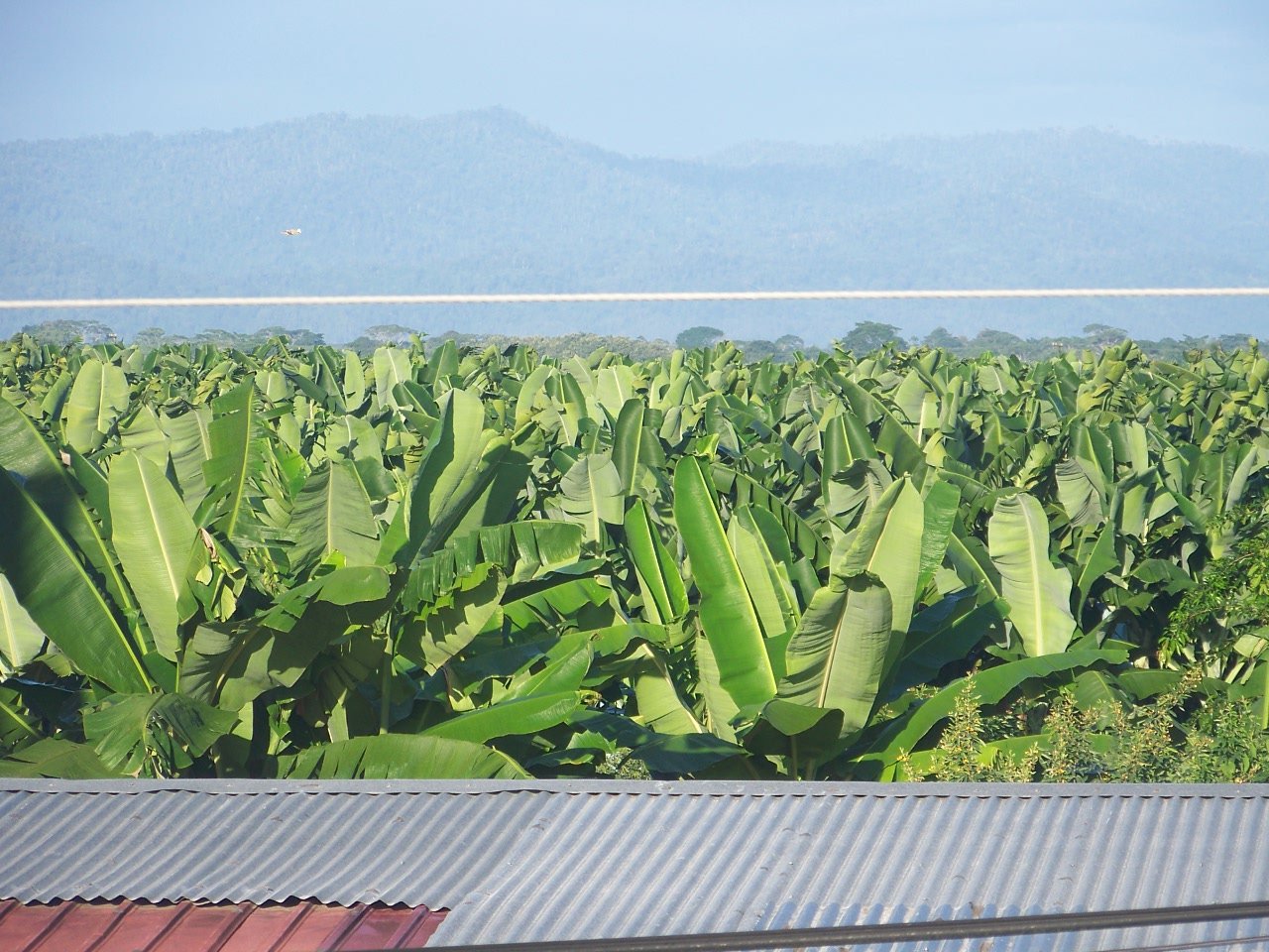 Extensas plantaciones de banano vistas desde una elevación en Bocas del Toro