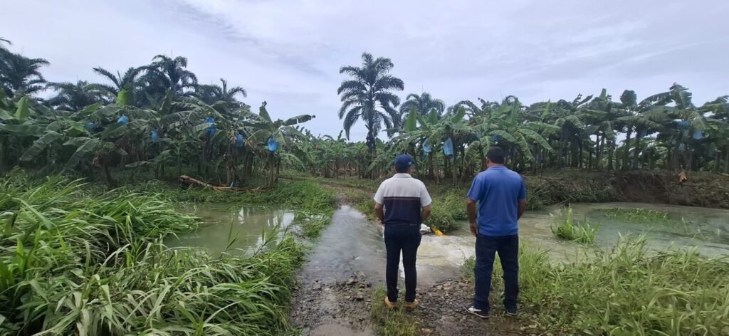40 hectáreas de plátano afectadas por inundaciones; el ISA prepara indemnizaciones - Panamá y Centroamérica