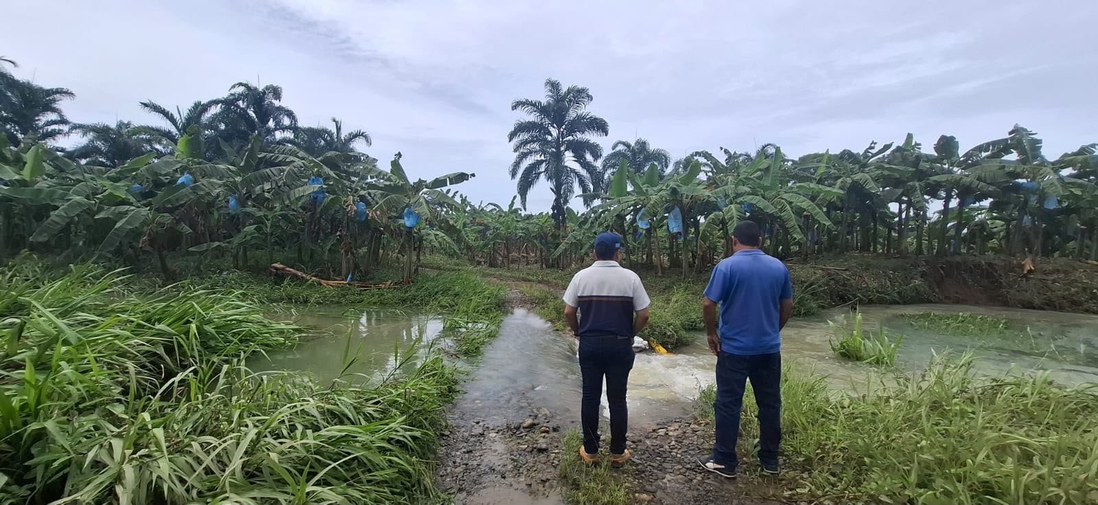 40 hectáreas de plátano afectadas por inundaciones; el ISA prepara indemnizaciones - Panamá y Centroamérica