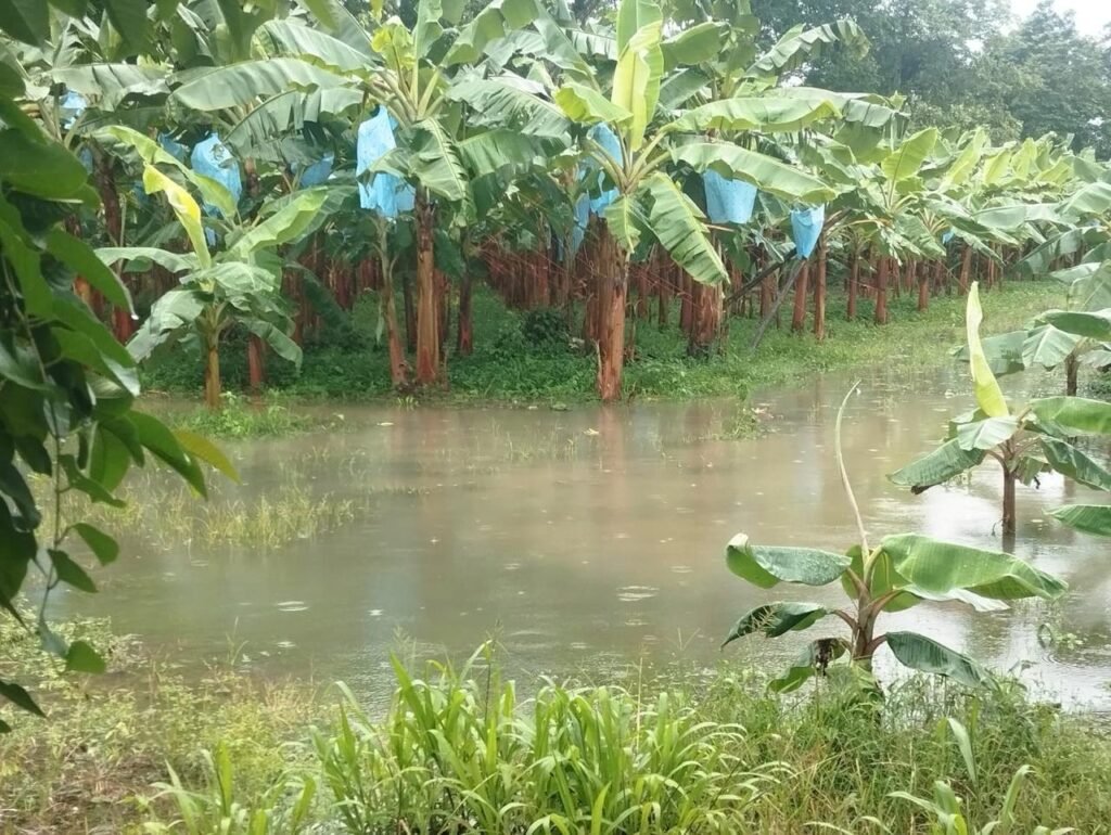 Ambiente flexibiliza trámites y refuerza controles ante la emergencia por El Niño - Panamá y Centroamérica