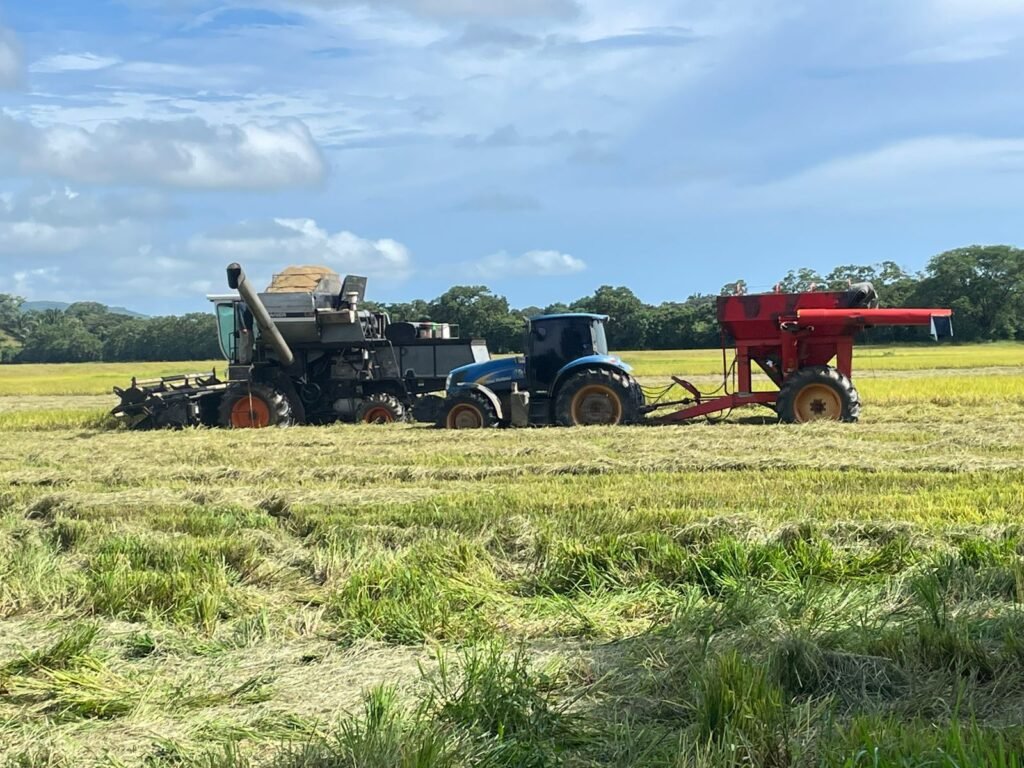 Sequía pone a prueba las cosechas de arroz en Mariato - Panamá y Centroamérica