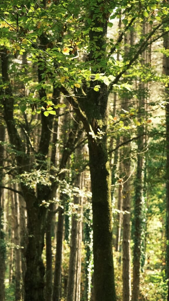 Panamá busca convertir sus bosques en una nueva industria sostenible - Panamá y Centroamérica
