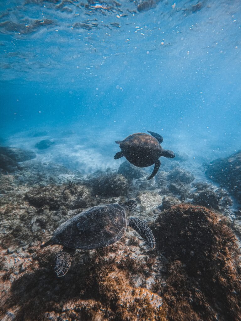 El regreso de miles de tortugas pone a prueba el compromiso de Panamá con sus costas y océanos - Panamá y Centroamérica