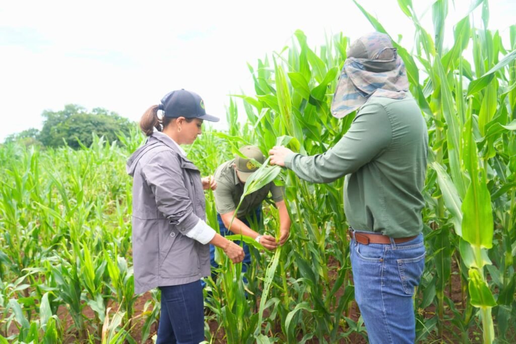 ISA inspecciona cultivos de maíz asegurados en Los Santos ante señales de afectación - Panamá y Centroamérica