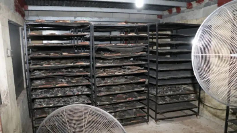 Panamá condena a tres personas por tráfico ilegal de aletas de tiburón - Panamá y Centroamérica