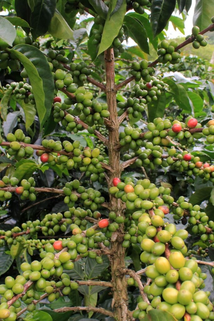 Cultivo de café. Imagen de archivo de Mirada Económica; la medida anunciada se refiere a la comercialización de café tostado.