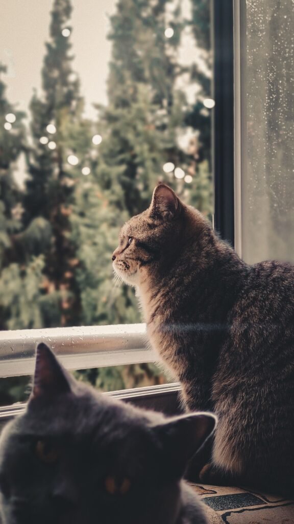 Países con más gatos reportan mayor felicidad, pero un parásito introduce una paradoja - Panamá y Centroamérica