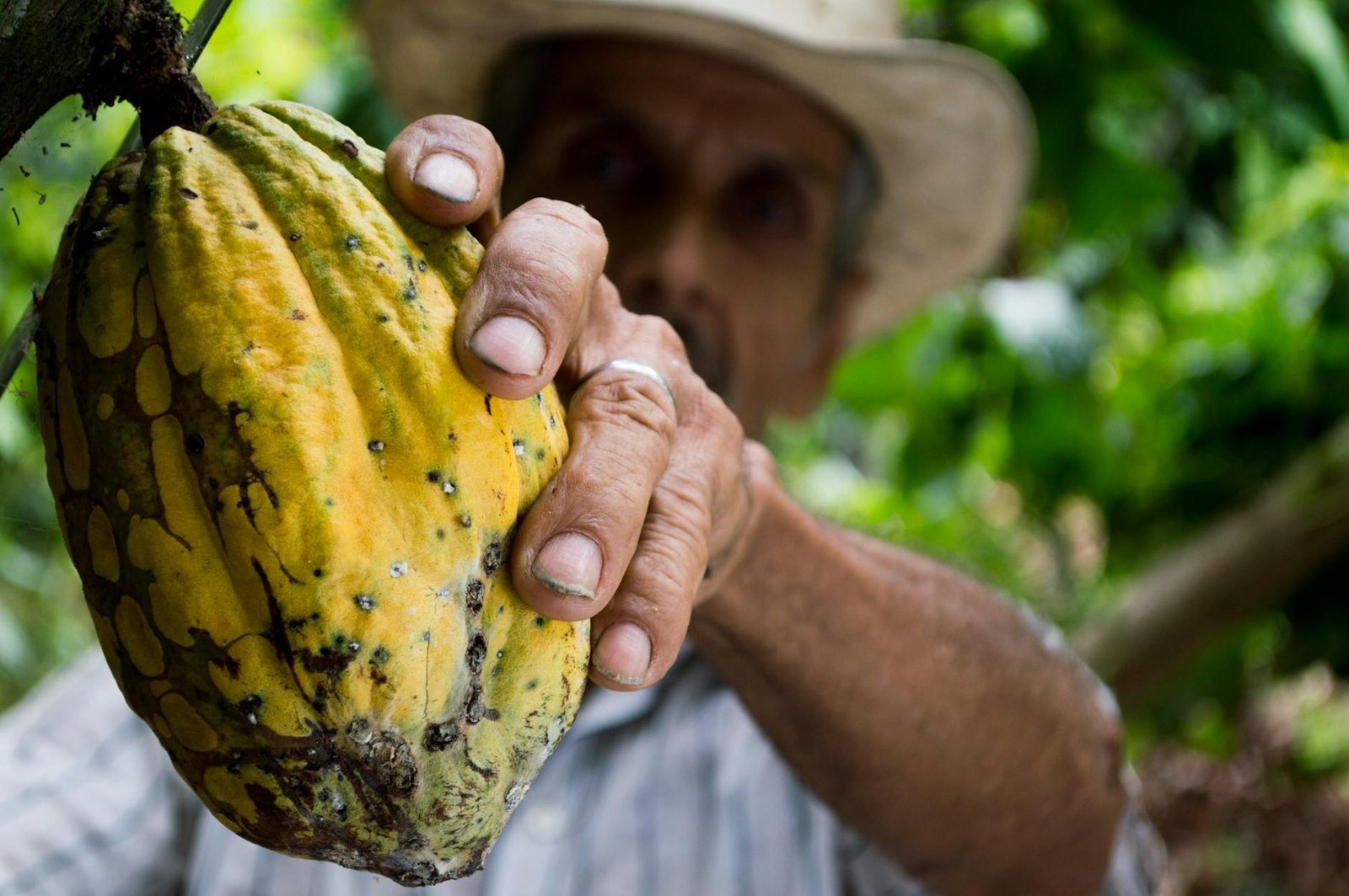 Man picking yellow cocoa fruit - Pexels