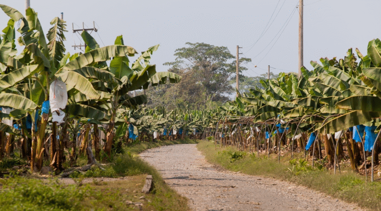 Cámara de Comercio celebra regreso de Chiquita a Panamá