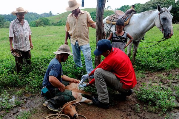 COPEG fortalece lucha contra el gusano barrenador con nuevo centro operativo - Panamá y Centroamérica