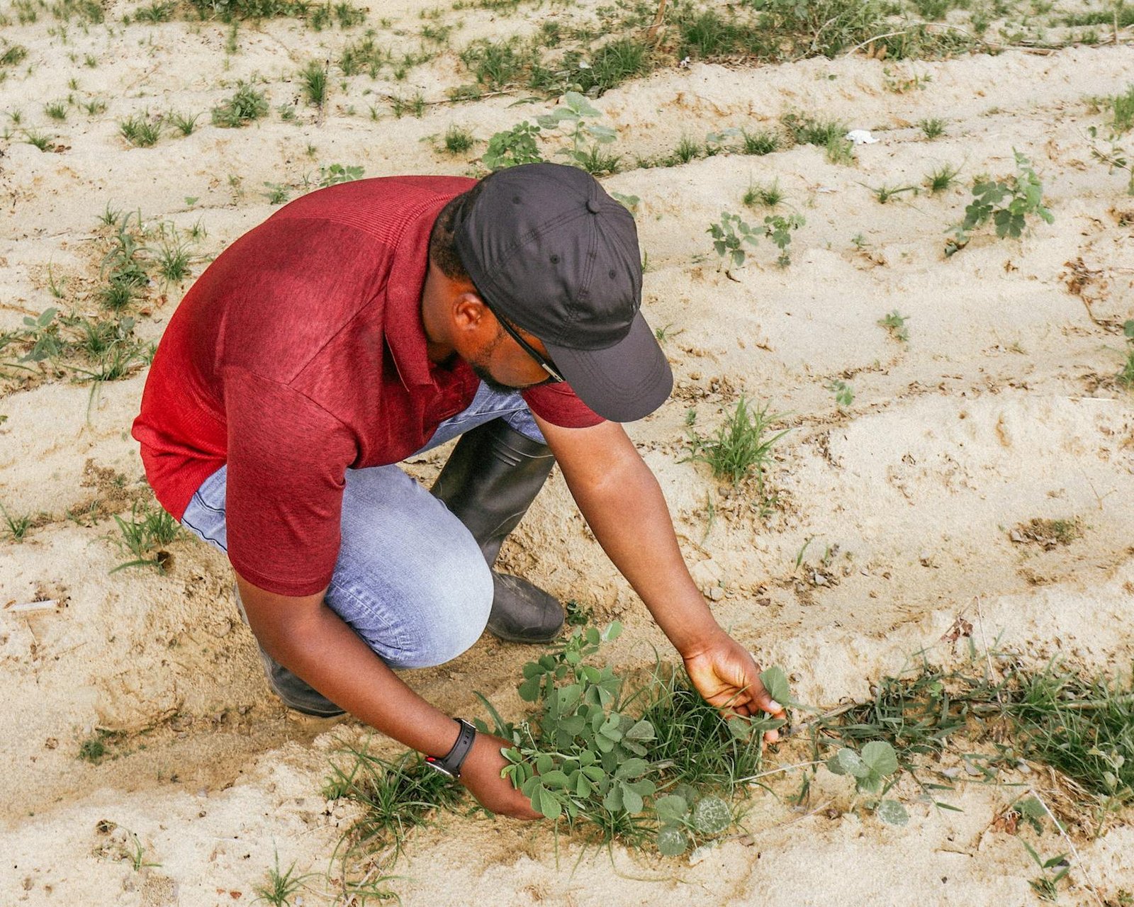 african farmer inspecting crops in field