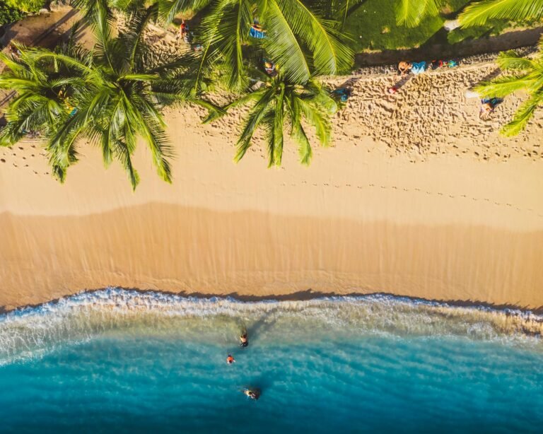 overhead view of ocean beach and palm trees