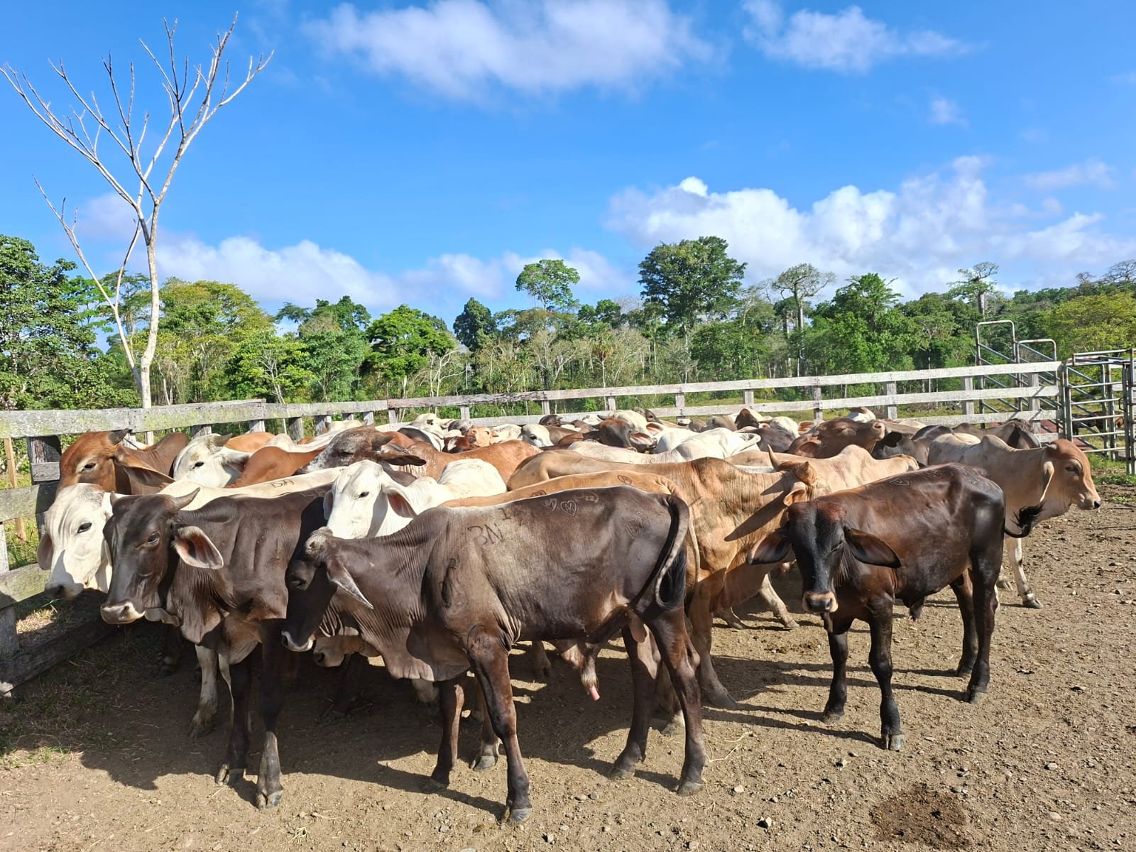 Ganaderos en Darién aseguran su hato - Panamá y Centroamérica