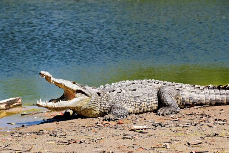 Abren consulta para crear protocolo obligatorio para reducir riesgos entre humanos y cocodrilos - Panamá y Centroamérica