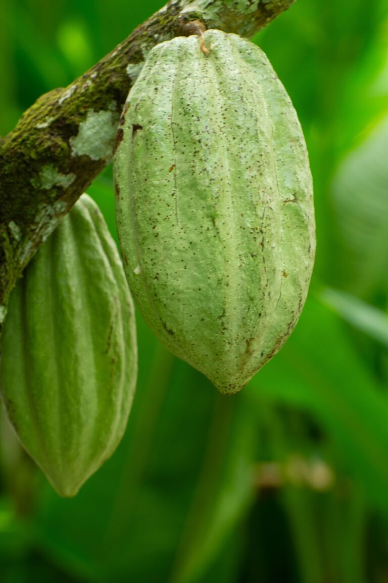 Panamá apuesta al cacao - Panamá y Centroamérica