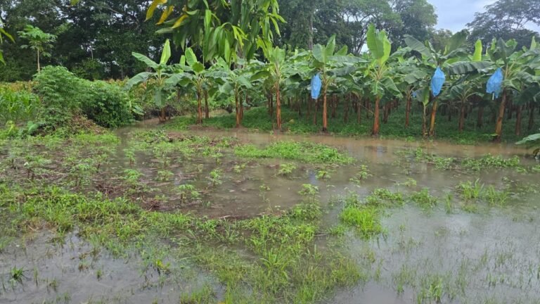 Lluvias golpean al campo en Bocas del Toro - Panamá y Centroamérica