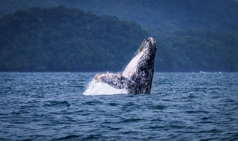 Gigantes del océano enfrentan un nuevo desafío: proteger a las ballenas también depende de los turistas - Panamá y Centroamérica