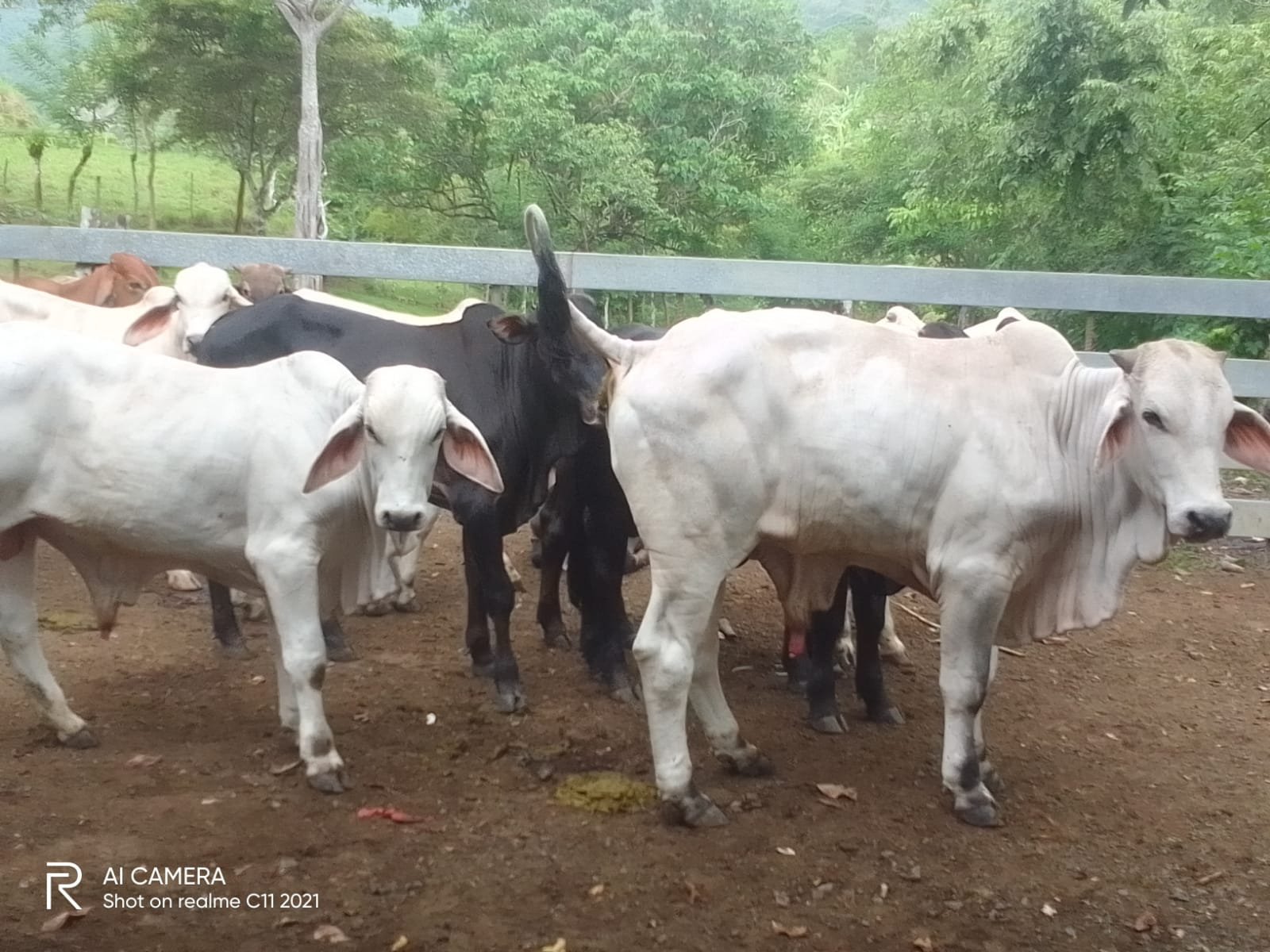 Productor asegura 39 reses para proteger su inversión - Panamá y Centroamérica