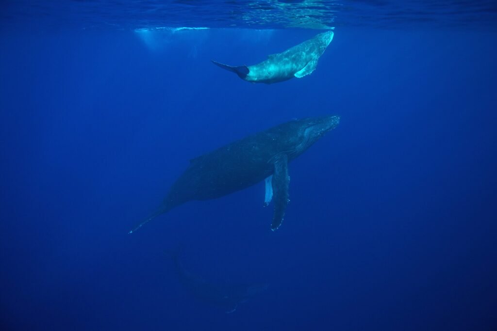 Ballena jorobada adulta nada junto a su cría