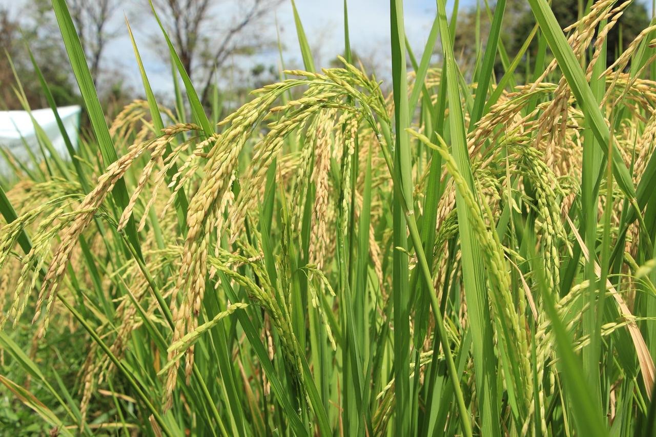 Más de 100 hectáreas de arroz quedan protegidas en Chiriquí - Panamá y Centroamérica