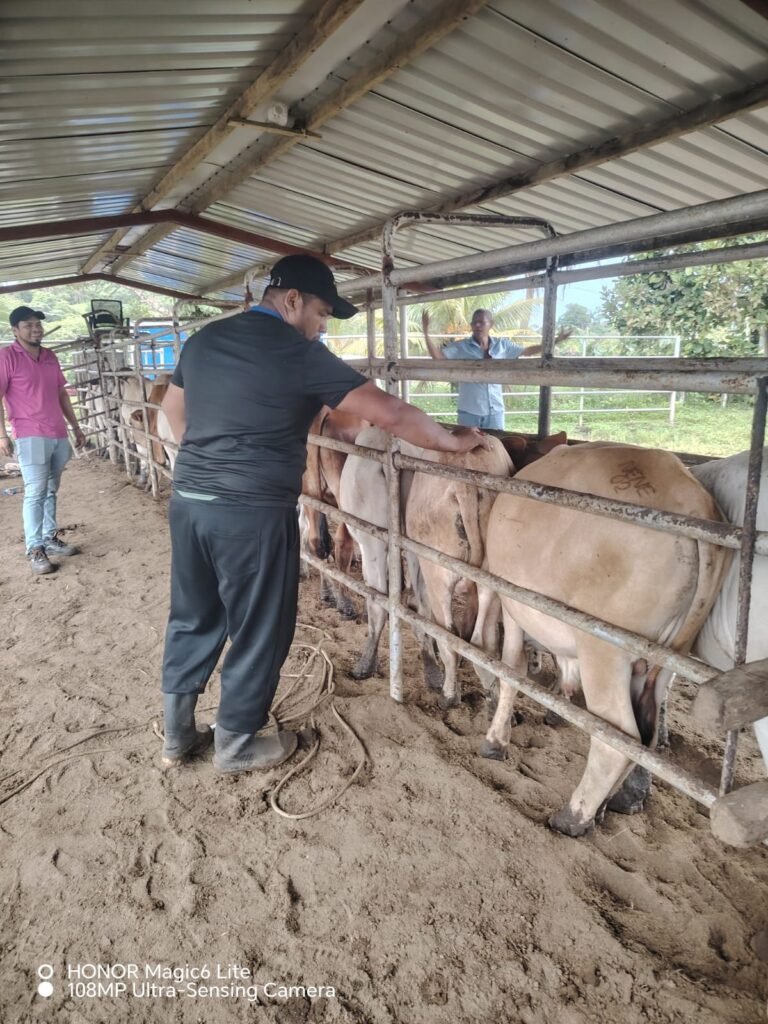 Productores de Colón recurren al seguro para proteger su ganado - Panamá y Centroamérica