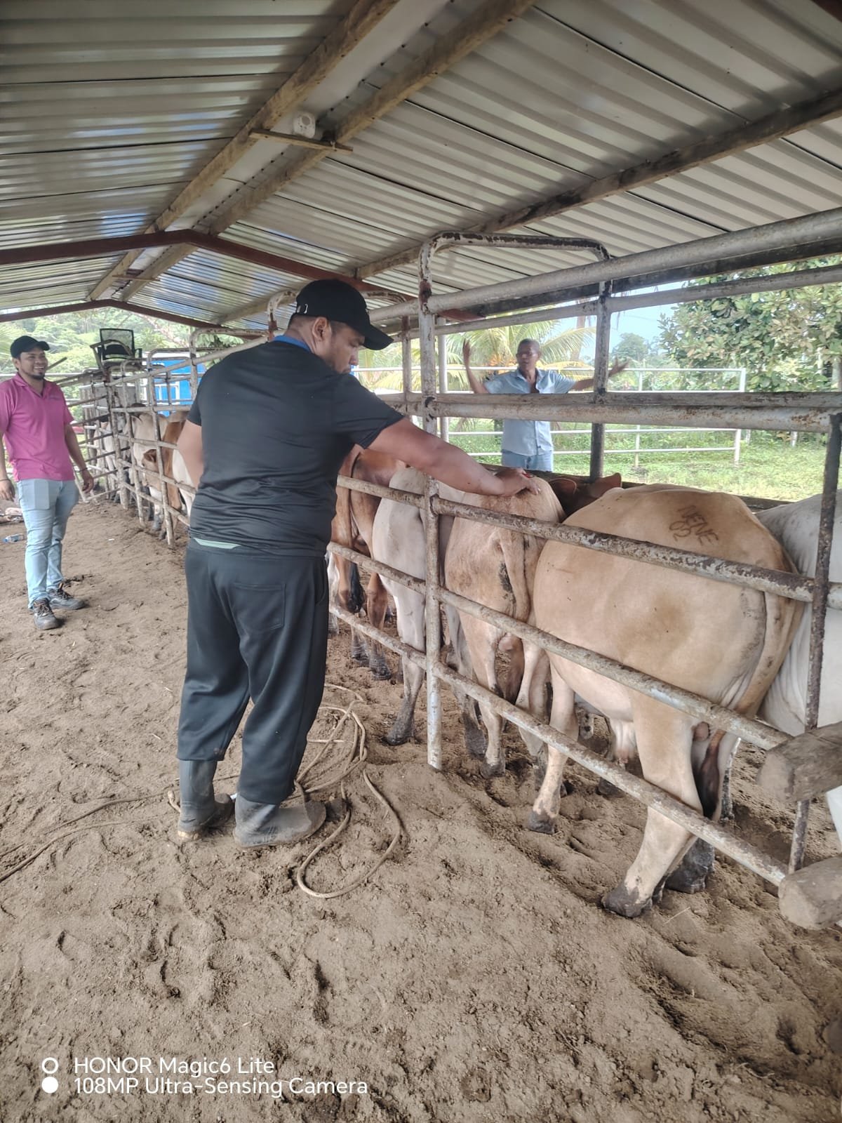 Productores de Colón recurren al seguro para proteger su ganado - Panamá y Centroamérica