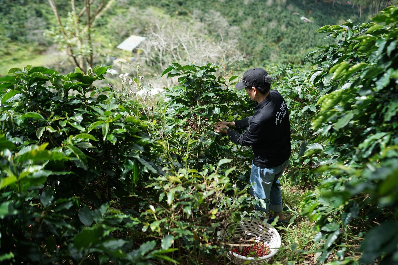 Agricultor cosechando café en una ladera de Colombia