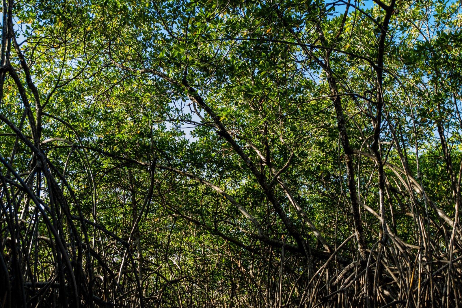 Manglar tropical junto a un cauce de agua en Brasil
